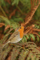 07-3341 Robin Erithacus rubecula Perched on Fern Lake District Cumbria